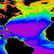 Image showing phytoplankton concentration