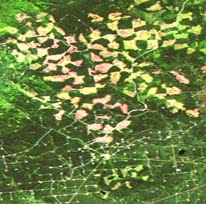 Image Landsat TM de la région de Whitecourt, en Alberta